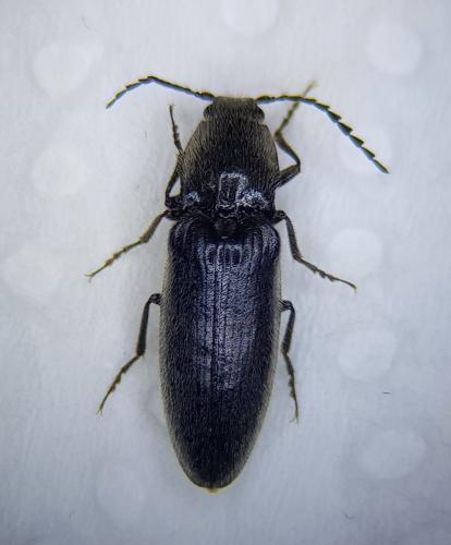 Réf. 256 797 : Hemicrepidius sp.